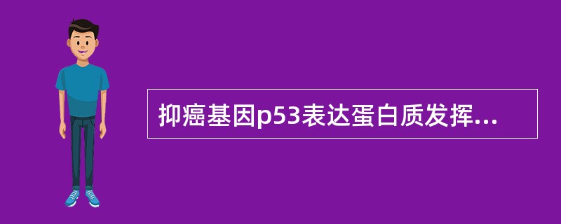 抑癌基因p53表达蛋白质发挥生物学作用的部位是A、细胞膜B、细胞质C、线粒体D、