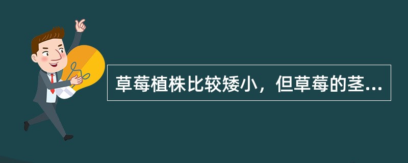 草莓植株比较矮小，但草莓的茎很有特点，一般分为（）、（）、（），（）上能发根。