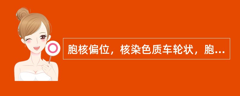 胞核偏位，核染色质车轮状，胞质有泡沫感，可见核旁淡染区（）