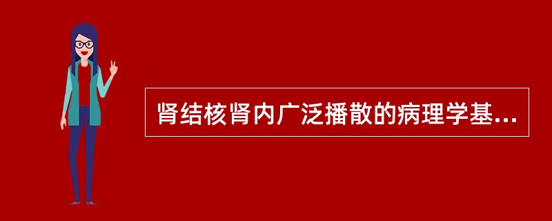 肾结核肾内广泛播散的病理学基础为()