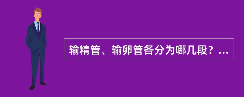 输精管、输卵管各分为哪几段？绝育结扎最适部位在何处？