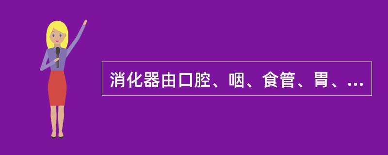 消化器由口腔、咽、食管、胃、小肠和大肠组成。