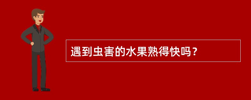 遇到虫害的水果熟得快吗？