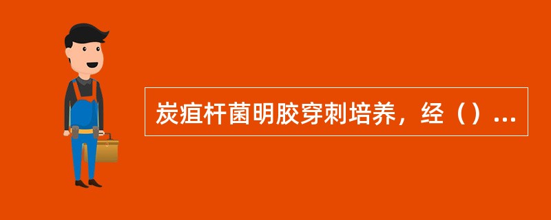 炭疽杆菌明胶穿刺培养，经（）后沿穿刺线形成白色的向四周呈放射状突起，突起在培养基