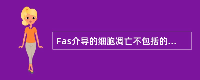 Fas介导的细胞凋亡不包括的过程是（）。