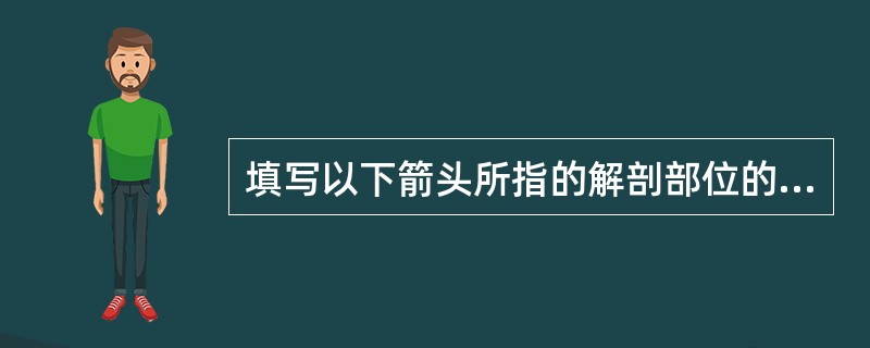 填写以下箭头所指的解剖部位的名称：A：________；B：________；C