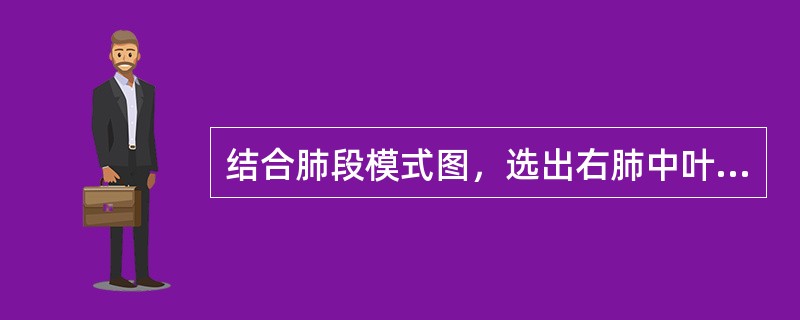 结合肺段模式图，选出右肺中叶的组成()