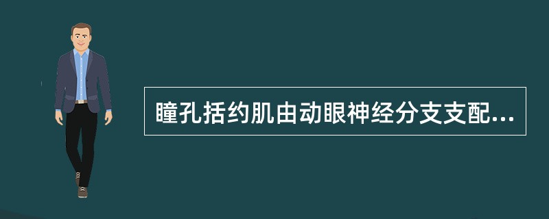 瞳孔括约肌由动眼神经分支支配，收缩时瞳孔开大（）