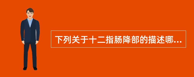 下列关于十二指肠降部的描述哪项正确？（）