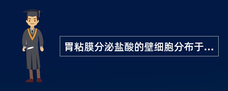 胃粘膜分泌盐酸的壁细胞分布于胃的()