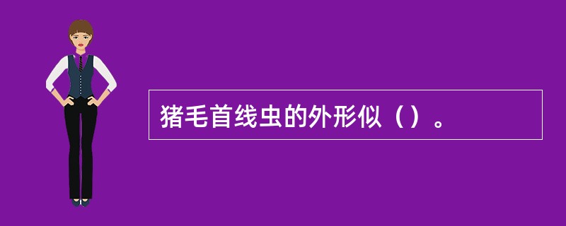 猪毛首线虫的外形似（）。