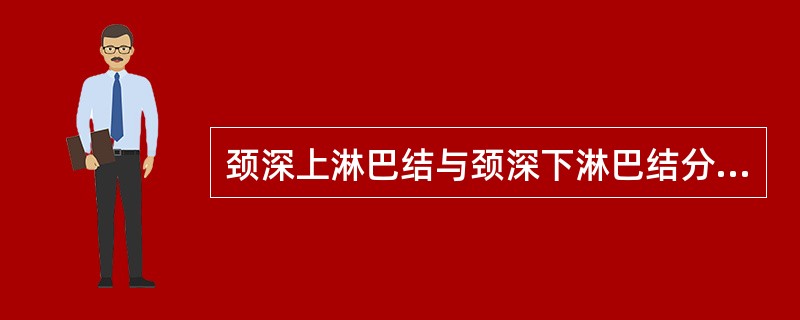 颈深上淋巴结与颈深下淋巴结分界的部位在（）