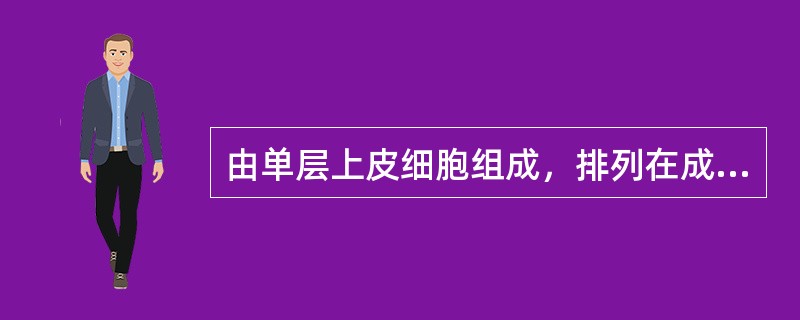 由单层上皮细胞组成，排列在成釉器凹面的基底膜上（）