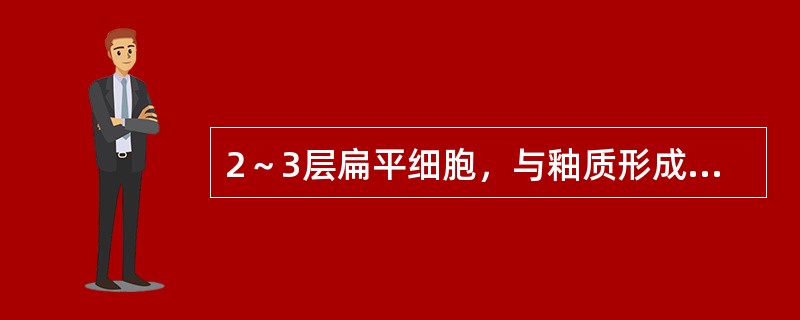 2～3层扁平细胞，与釉质形成有关（）