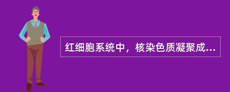 红细胞系统中，核染色质凝聚成条索状或块状，其中有明显空隙的阶段是（）