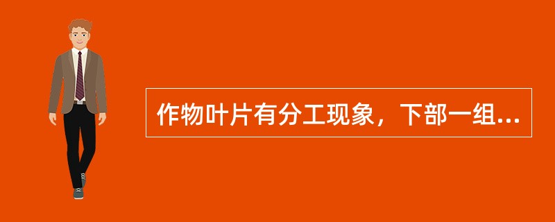 作物叶片有分工现象，下部一组主要供根系生长的称为（）。