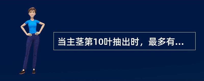 当主茎第10叶抽出时，最多有（）个1次分蘖。