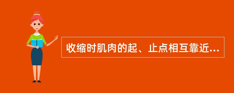 收缩时肌肉的起、止点相互靠近，肌肉缩短的为（）