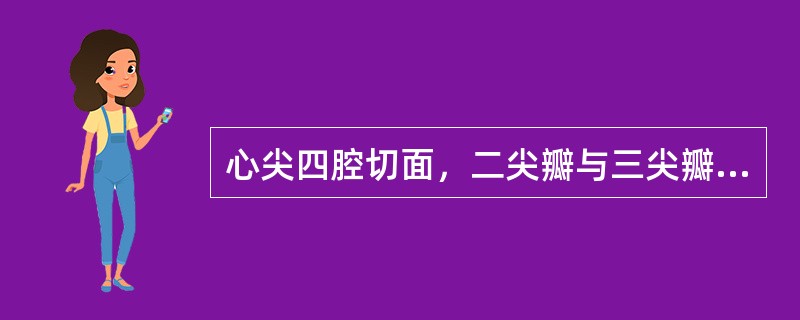 心尖四腔切面，二尖瓣与三尖瓣的鉴别正确的是（）