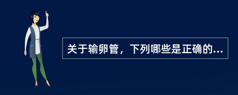 关于输卵管，下列哪些是正确的（）