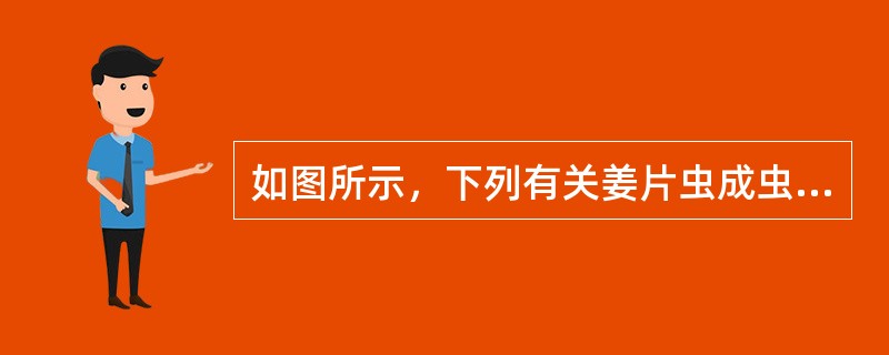 如图所示，下列有关姜片虫成虫的描述，错误的是()