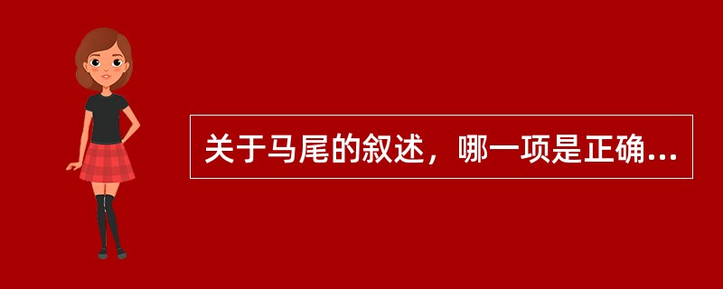 关于马尾的叙述，哪一项是正确的（）。