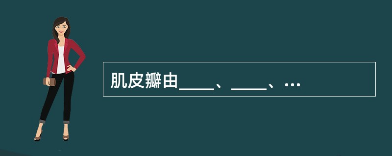 肌皮瓣由____、____、____和____四部分组成。