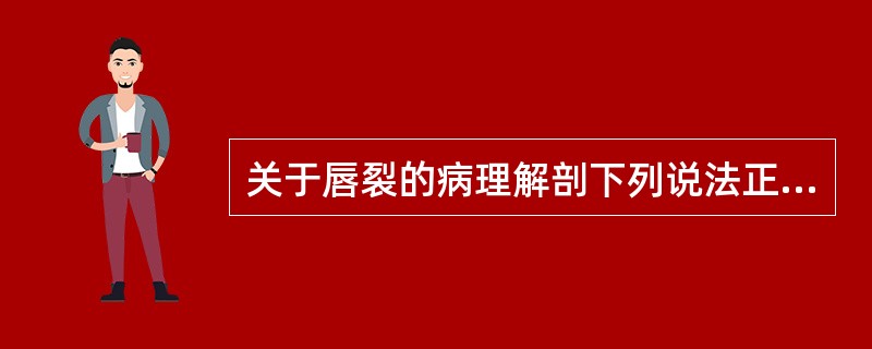 关于唇裂的病理解剖下列说法正确的是（）。