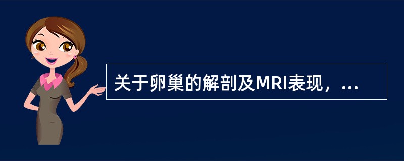 关于卵巢的解剖及MRI表现，正确的是（）.