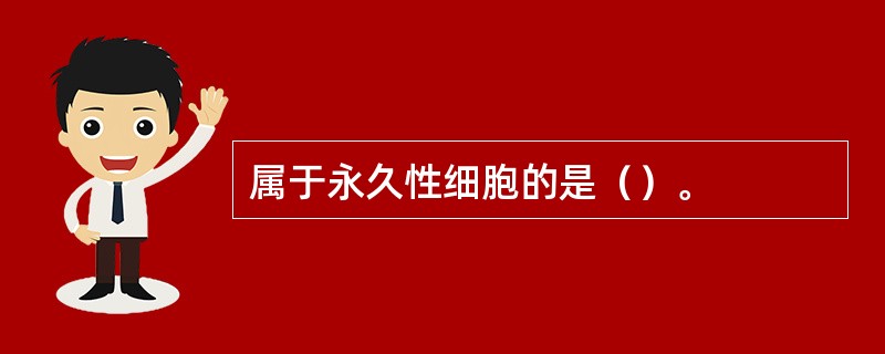 属于永久性细胞的是（）。