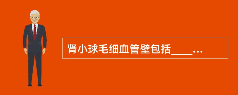 肾小球毛细血管壁包括____、____、_____，共同组成肾小球的_____。