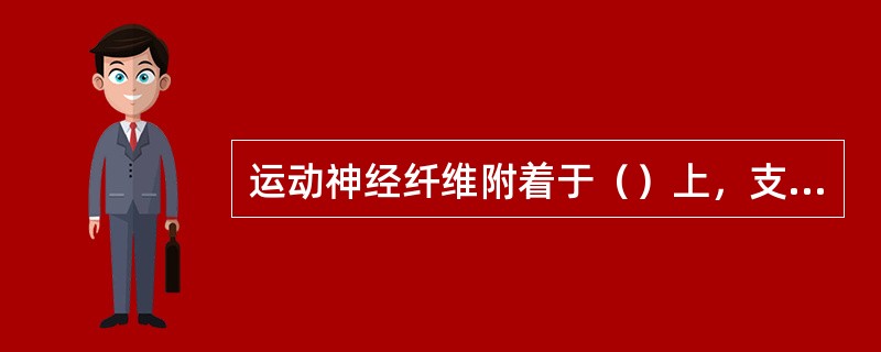 运动神经纤维附着于（）上，支配立毛肌运动。