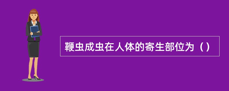 鞭虫成虫在人体的寄生部位为（）