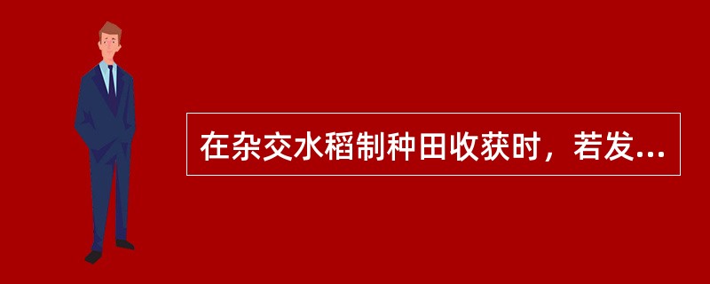 在杂交水稻制种田收获时，若发现田间仍有未彻底清除的杂株，则在该杂株周围1m内所有