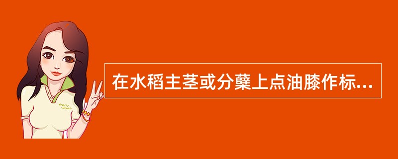 在水稻主茎或分蘖上点油膝作标记，均可观察记录叶龄。