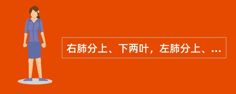 右肺分上、下两叶，左肺分上、中、下三叶。