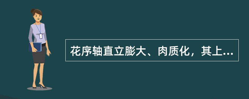 花序轴直立膨大、肉质化，其上着生许多无柄的单性小花的花序类型为（）。