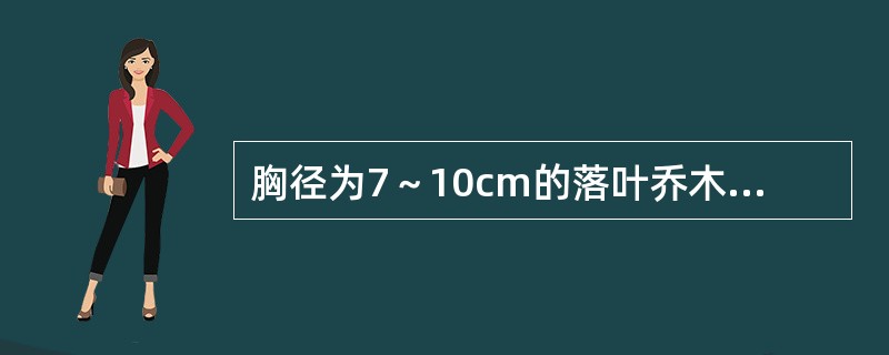 胸径为7～10cm的落叶乔木进行裸根起掘时其根系规格一般确定为直径（）cm。