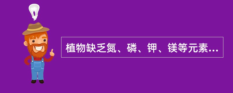 植物缺乏氮、磷、钾、镁等元素，缺素症状在下部老叶上最先表现出来.