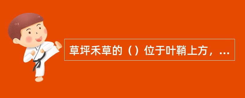 草坪禾草的（）位于叶鞘上方，狭长扁平，有一中脉和很多平行叶脉。