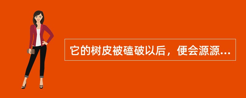 它的树皮被磕破以后，便会源源不断流出汁液，因而被称为“会流泪的树”。这是沙漠中的