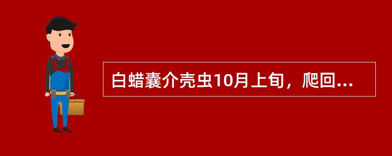 白蜡囊介壳虫10月上旬，爬回枝干上作囊（）。