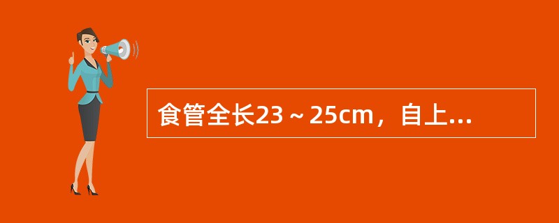 食管全长23～25cm，自上而下有三个狭窄，其中第二狭窄相当于：（）。