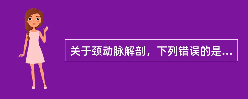 关于颈动脉解剖，下列错误的是（）。