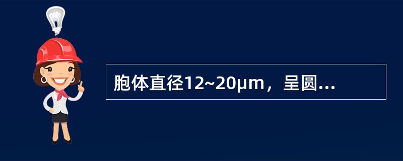 胞体直径12~20μm，呈圆或椭圆形，胞核大，位于中央或偏位，核仁可见或消失，核