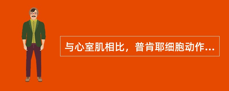 与心室肌相比，普肯耶细胞动作电位的主要特征是（）