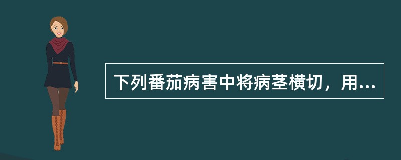 下列番茄病害中将病茎横切，用手挤压，可见切口处有混浊液溢出的是（）。