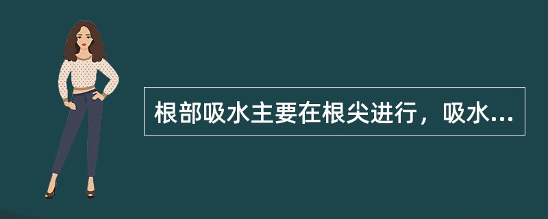 根部吸水主要在根尖进行，吸水能力最大的是（）