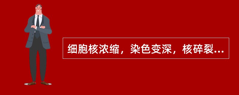 细胞核浓缩，染色变深，核碎裂，是（）。