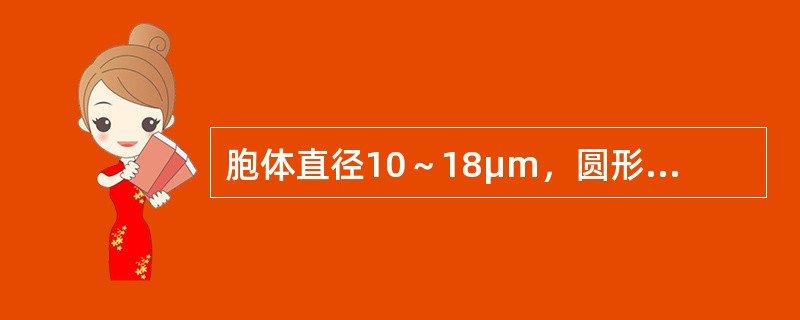 胞体直径10～18μm，圆形或类椭圆形，胞核较大，占细胞的2/3以上，染色质呈细